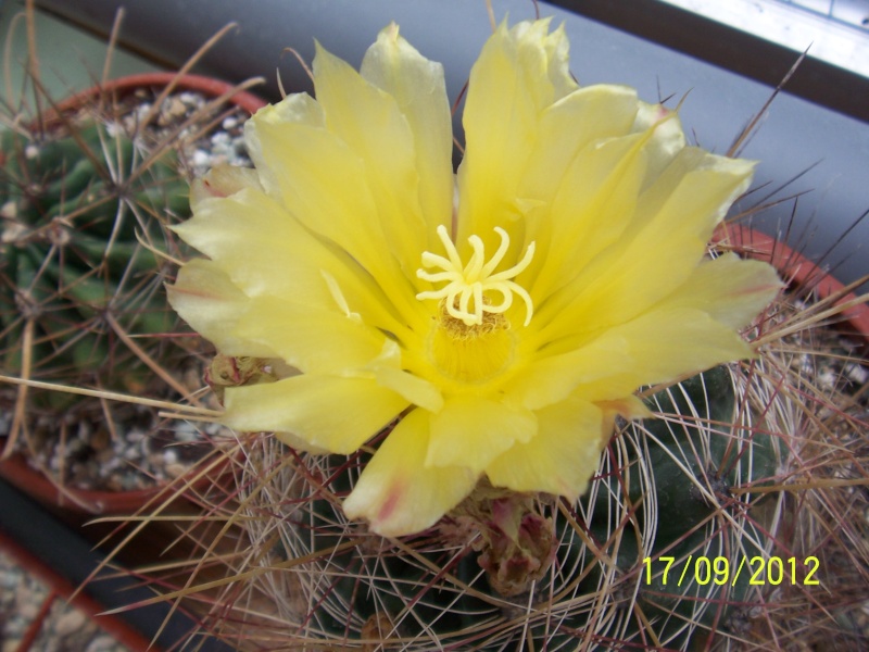 Cacti and Sukkulent in Köln, every day new flowers in the greenhouse Part 36 Bild_565