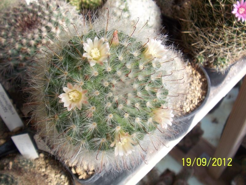 Cacti and Sukkulent in Köln, every day new flowers in the greenhouse Part 36 Bild_575