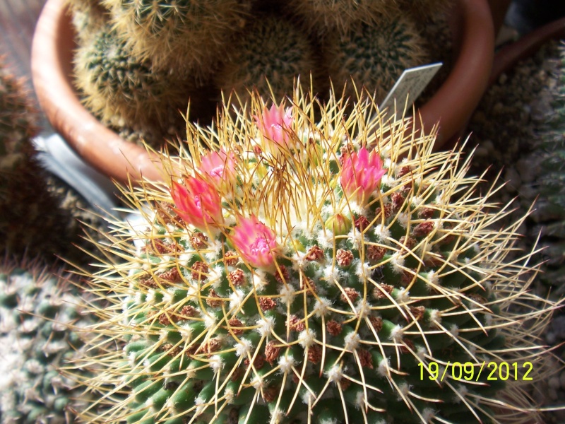 Cacti and Sukkulent in Köln, every day new flowers in the greenhouse Part 36 Bild_580