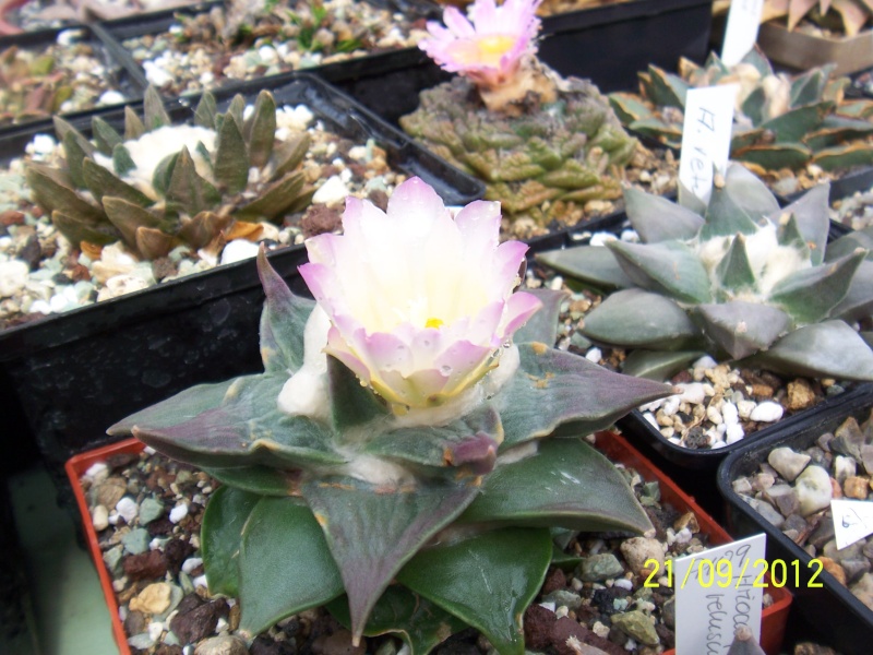 Cacti and Sukkulent in Köln, every day new flowers in the greenhouse Part 36 Bild_584