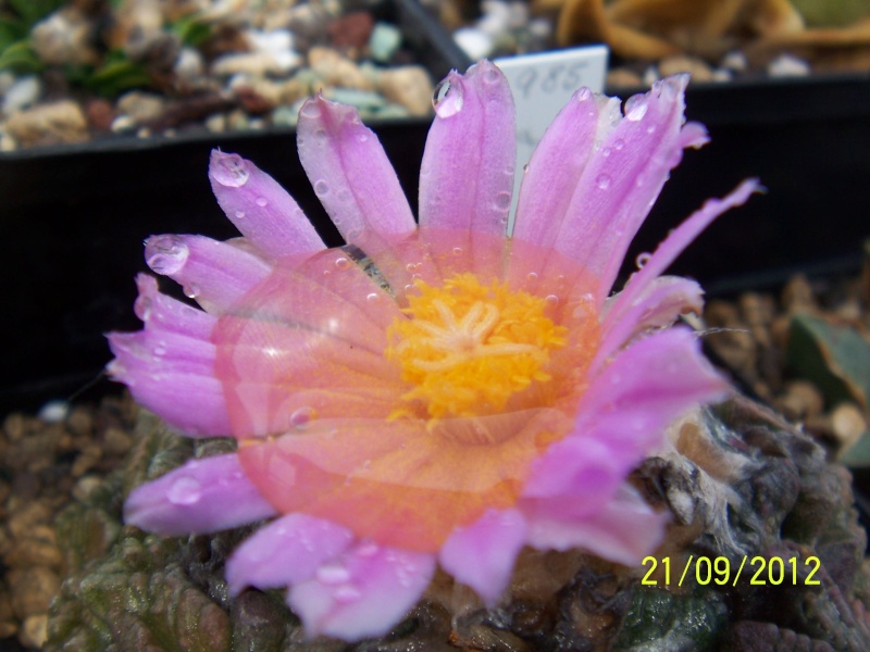 Cacti and Sukkulent in Köln, every day new flowers in the greenhouse Part 36 Bild_585