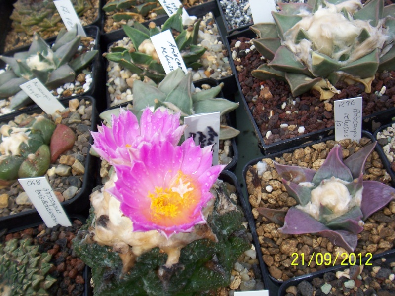 Cacti and Sukkulent in Köln, every day new flowers in the greenhouse Part 36 Bild_588