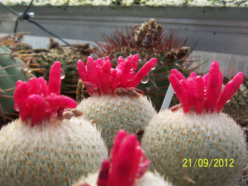 Cacti and Sukkulent in Köln, every day new flowers in the greenhouse Part 36 Bild_600