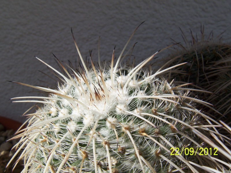 Cacti and Sukkulent in Köln, every day new flowers in the greenhouse Part 37 Bild_613