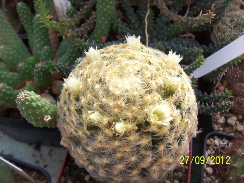 Cacti and Sukkulent in Köln, every day new flowers in the greenhouse Part 37 Bild_643