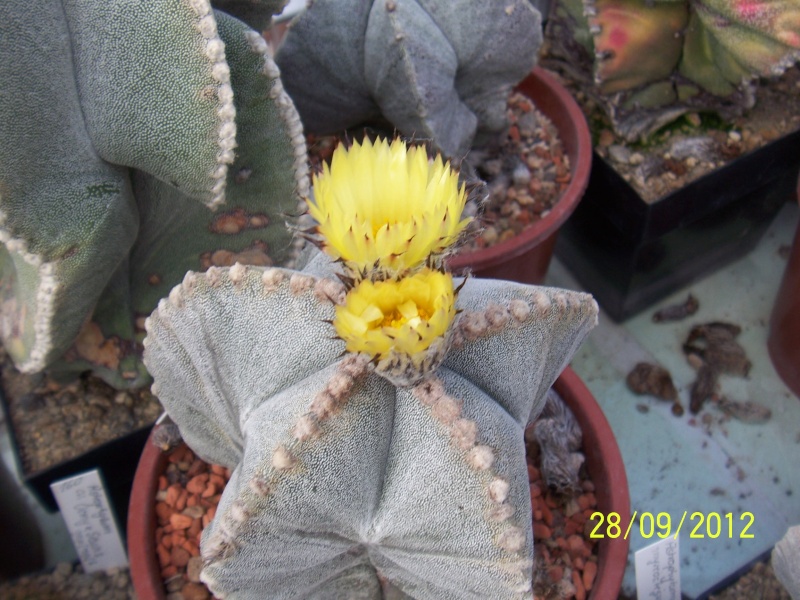 Cacti and Sukkulent in Köln, every day new flowers in the greenhouse Part 37 Bild_658