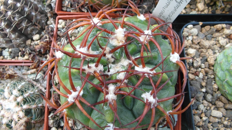 Cacti and Sukkulent in Köln, every day new flowers in the greenhouse Part 38 Bild_670