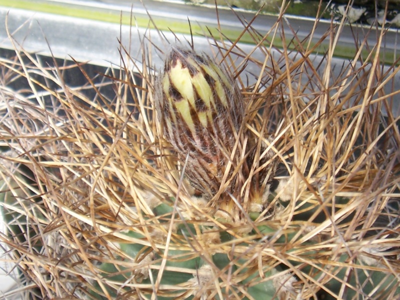 Cacti and Sukkulent in Köln, every day new flowers in the greenhouse Part 38 Bild_696