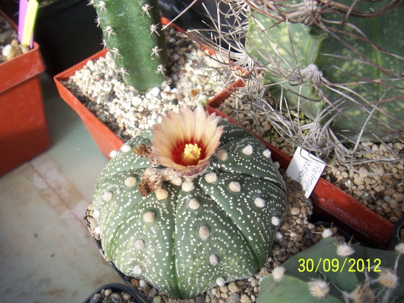 Cacti and Sukkulent in Köln, every day new flowers in the greenhouse Part 38 Bild_697