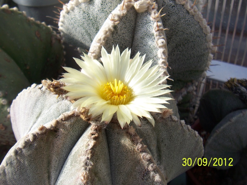 Cacti and Sukkulent in Köln, every day new flowers in the greenhouse Part 38 Bild_699