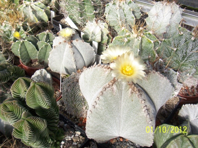 Cacti and Sukkulent in Köln, every day new flowers in the greenhouse Part 38 Bild_714