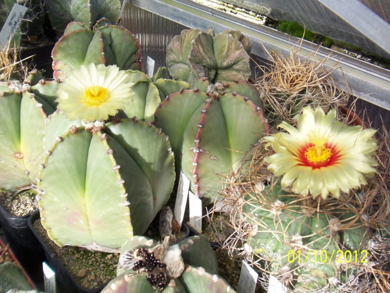 Cacti and Sukkulent in Köln, every day new flowers in the greenhouse Part 38 Bild_721