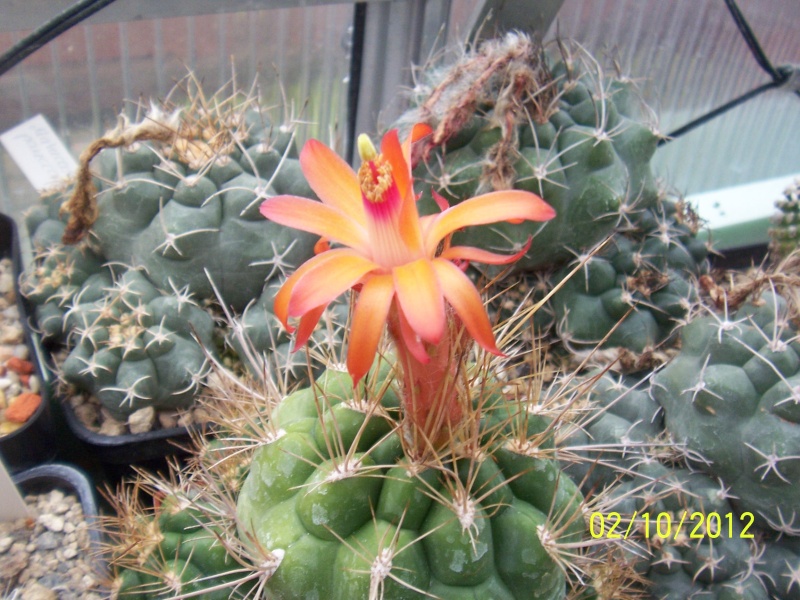 Cacti and Sukkulent in Köln, every day new flowers in the greenhouse Part 38 Bild_738