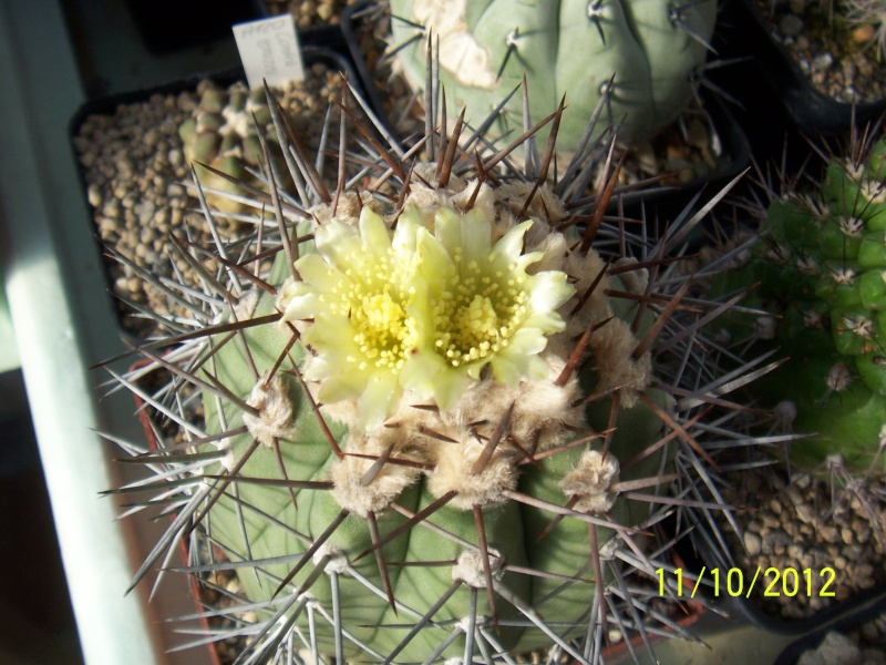 Cacti and Sukkulent in Köln, every day new flowers in the greenhouse Part 40 Bild_848