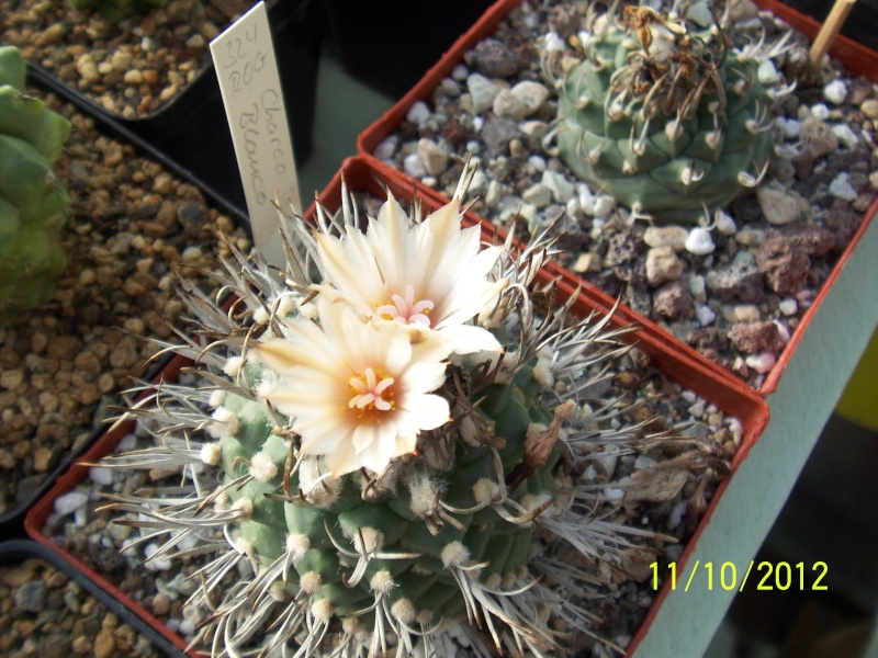Cacti and Sukkulent in Köln, every day new flowers in the greenhouse Part 40 Bild_851