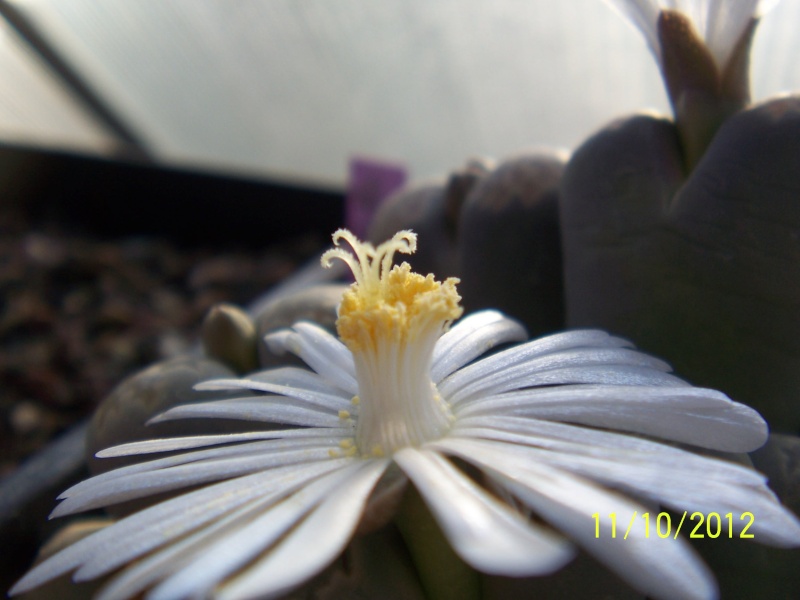 Cacti and Sukkulent in Köln, every day new flowers in the greenhouse Part 40 Bild_861
