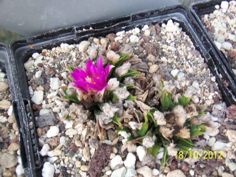 Cacti and Sukkulent in Köln, every day new flowers in the greenhouse Part 40 Bild_905