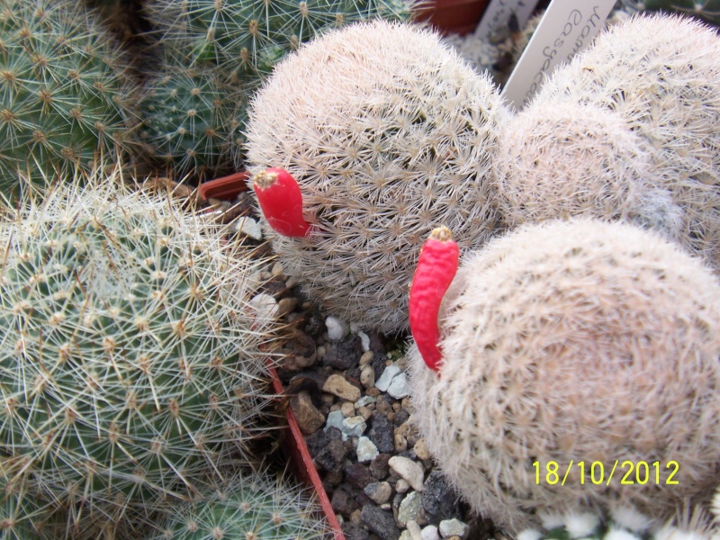 Cacti and Sukkulent in Köln, every day new flowers in the greenhouse Part 40 Bild_934