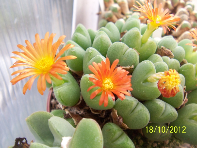 Cacti and Sukkulent in Köln, every day new flowers in the greenhouse Part 40 Bild_952