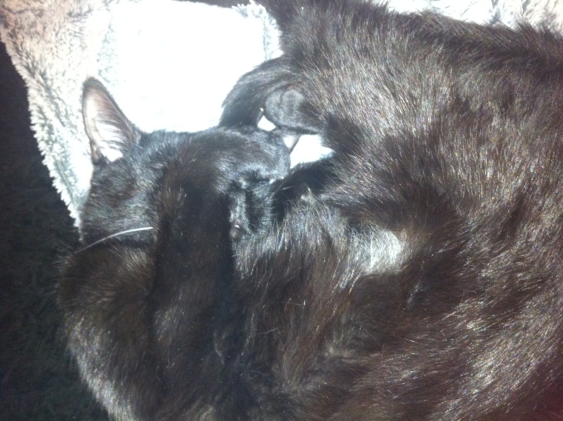 Hestia, chatonne noire, née début avril 2012 - Page 5 Photo16