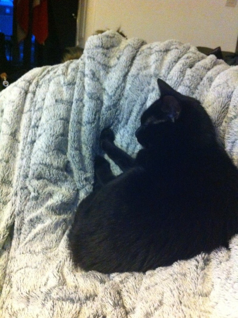 Hestia, chatonne noire, née début avril 2012 - Page 5 Photo17