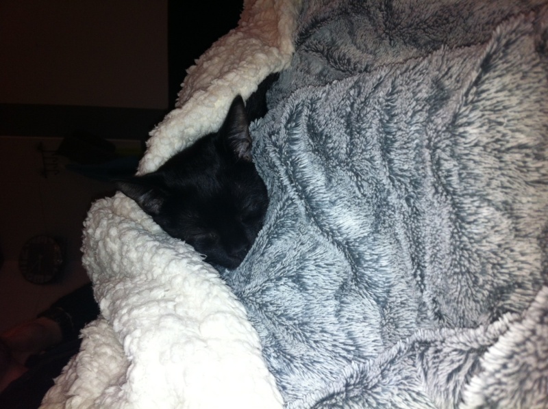 Hestia, chatonne noire, née début avril 2012 - Page 5 Photo18