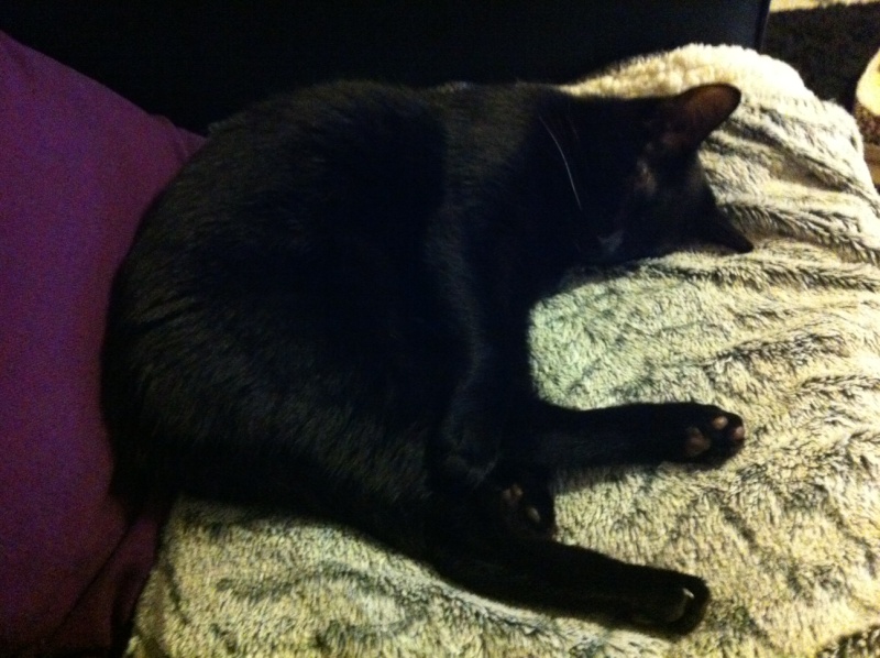 Hestia, chatonne noire, née début avril 2012 - Page 5 Photo19