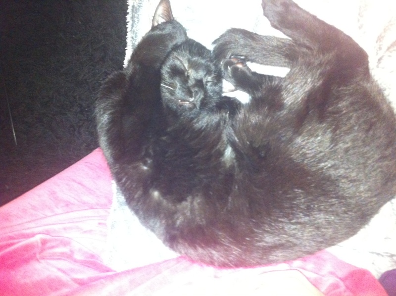 Hestia, chatonne noire, née début avril 2012 - Page 5 Photo_10