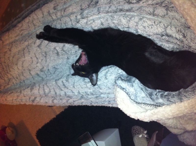 Hestia, chatonne noire, née début avril 2012 - Page 5 Photo_13