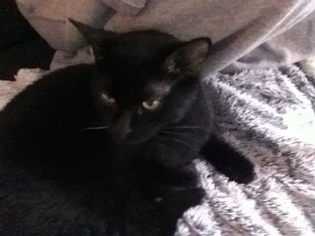 Hestia, chatonne noire, née début avril 2012 - Page 5 Photo_18