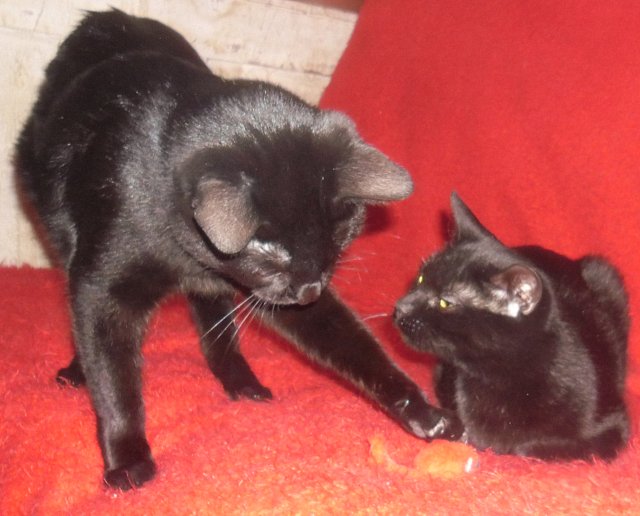 Hestia, chatonne noire, née début avril 2012 - Page 4 Sam_3419