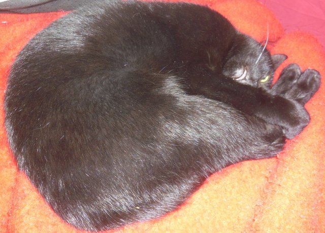 Hestia, chatonne noire, née début avril 2012 - Page 4 Sam_3610