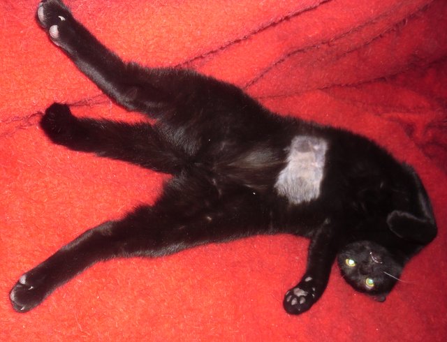 Hestia, chatonne noire, née début avril 2012 - Page 4 Sam_4221
