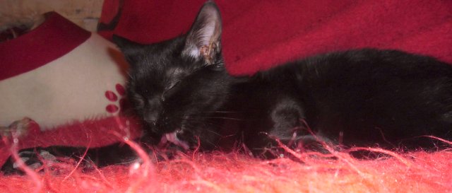 Hestia, chatonne noire, née début avril 2012 - Page 4 Sam_4225