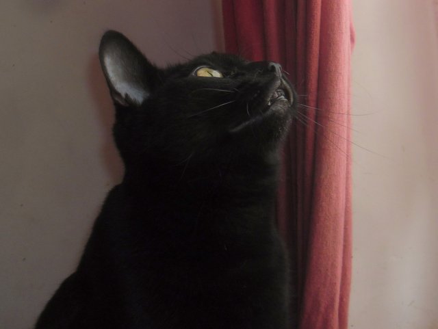 Saphyr / Bigoudi chaton noir, né début septembre 2011 - Page 2 Sam_4411