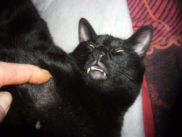 Saphyr / Bigoudi chaton noir, né début septembre 2011 - Page 2 Sam_6712