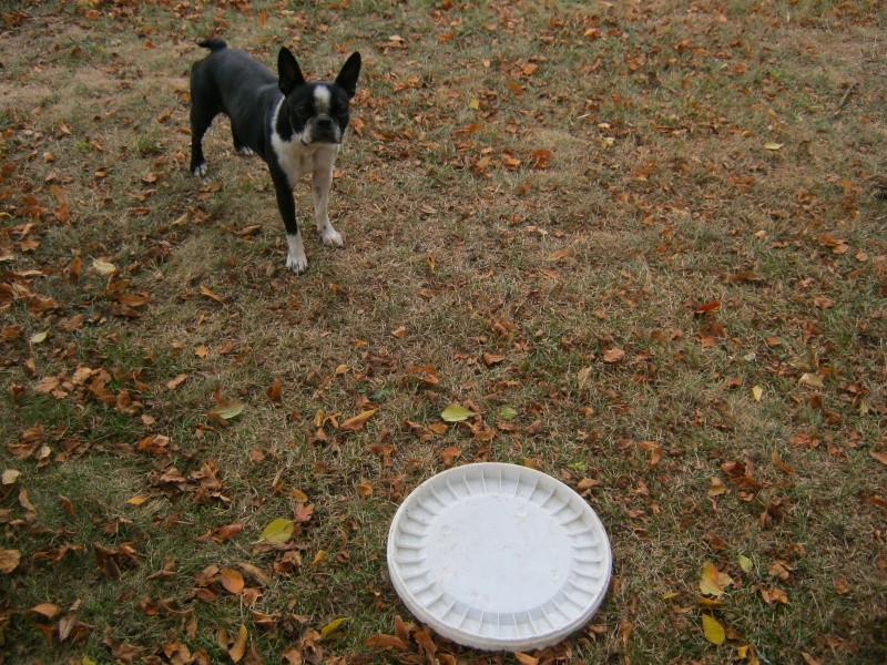 Fée Mélusine d'Alampur Terrier de Boston - Page 32 24-10-19