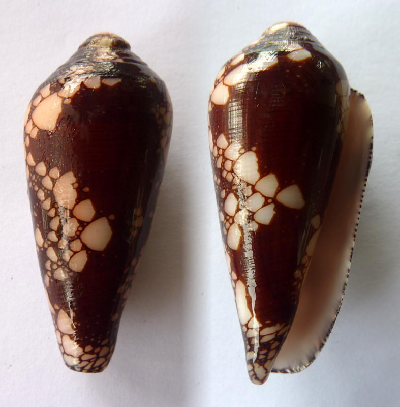 live - Darioconus magnificus (Reeve, 1843) - Live Cone_m10