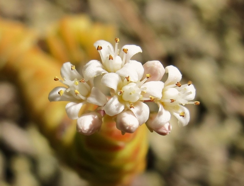 Crassula rupestris ssp. marnieriana 00511