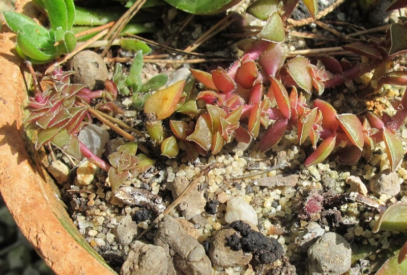 Crassula capitella ssp. thyrsiflora 00610