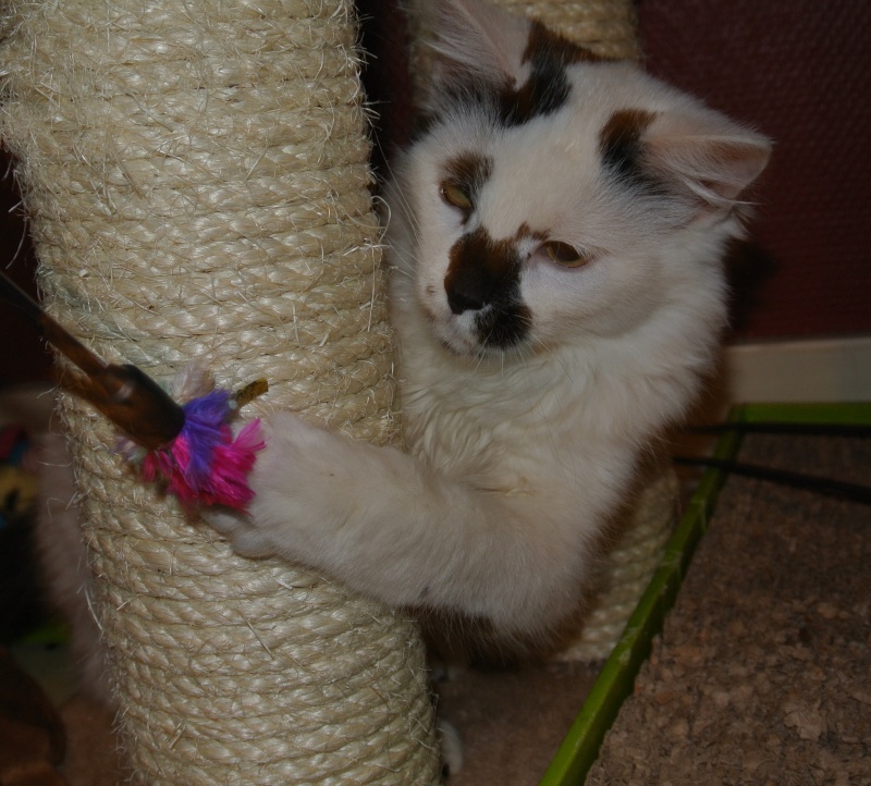 LEO , chaton blanc et noir poils ML né en nov 2012(rebaptisé Snow) Dsc_7812
