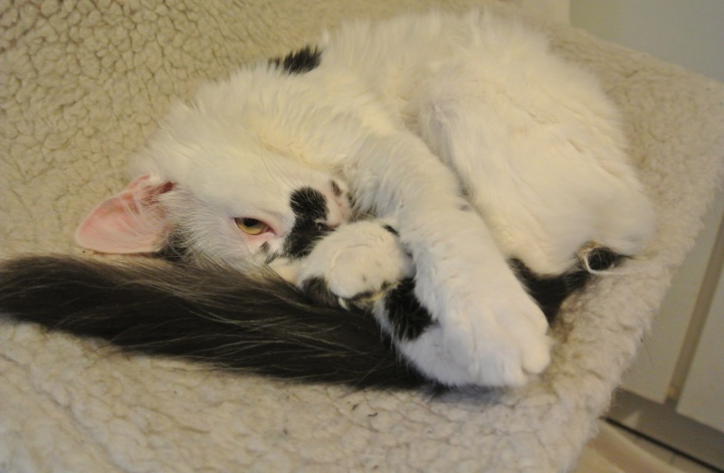 LEO , chaton blanc et noir poils ML né en nov 2012(rebaptisé Snow) Dsc_7814