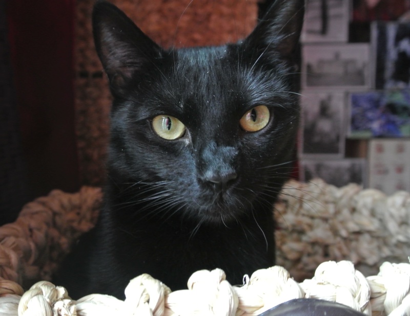 BAHIA adorable chatte noire environ 1 an . Dsc_8010