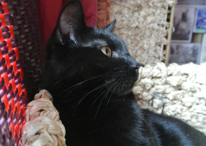 BAHIA adorable chatte noire environ 1 an . Dsc_8012