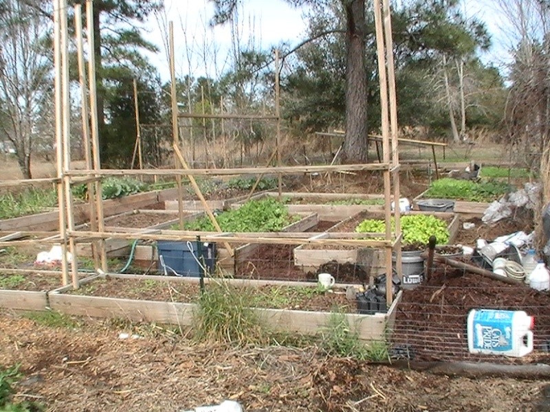 Monthly Avatar Theme March 2013: Your Garden In March! part 1 Pic_0517