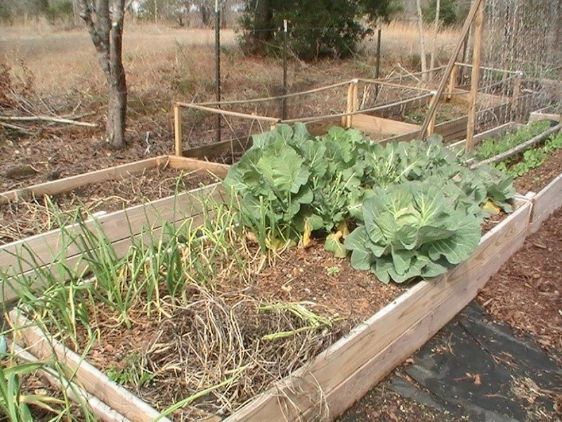 Monthly Avatar Theme March 2013: Your Garden In March! part 1 Pic_0526