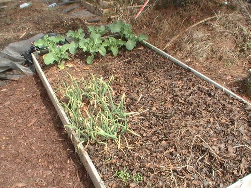 Monthly Avatar Theme March 2013: Your Garden In March! part 1 Pic_0527