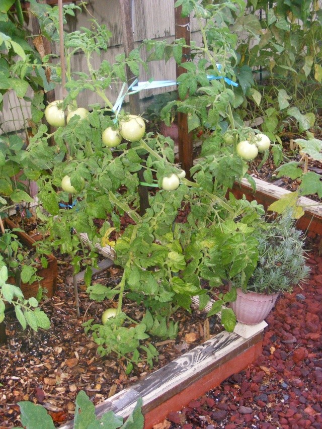 PNW Tomato Tuesday 2013 - Page 5 Dscf0333