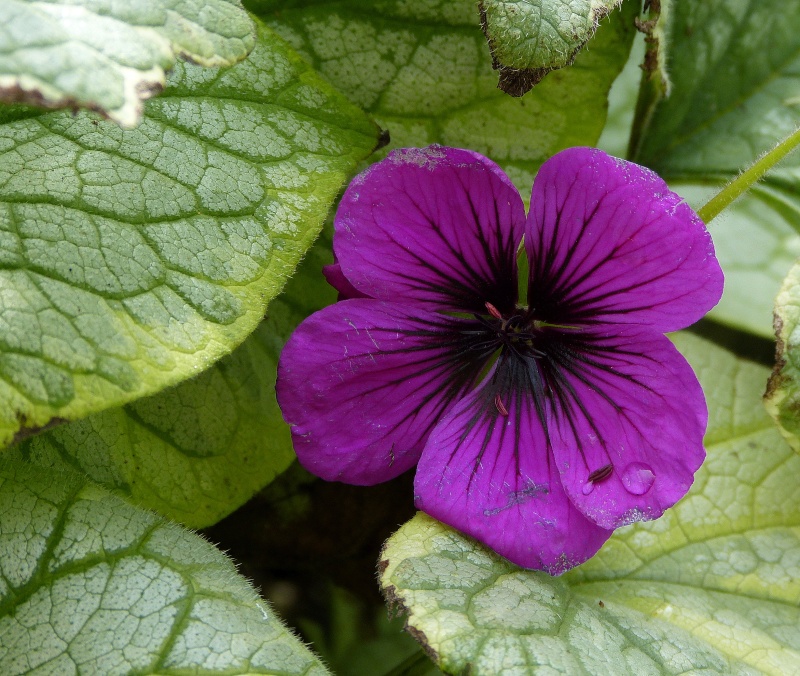 Geranium 'Dragon Heart' P1120712