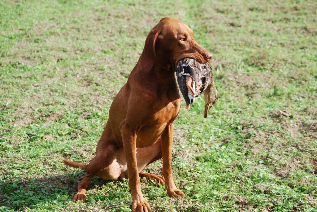  chien polyvalent  moyen ou tres bon Page 2